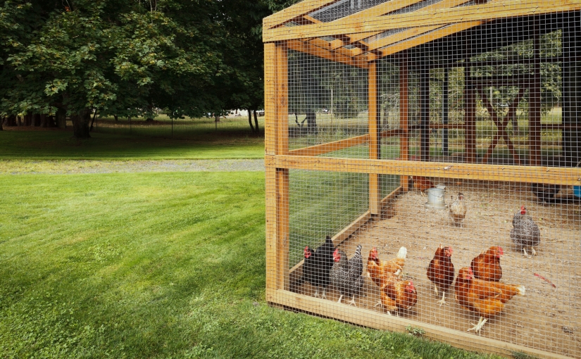 Raising Chickens in Your Backyard: September 2018